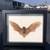 Bat Mounted in Nice Frame “Make Offer” 1 thumbnail