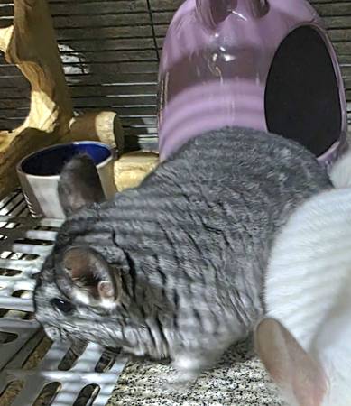 Chinchillas bebés listos para nuevo hogar (Ankeny)63671573131649120