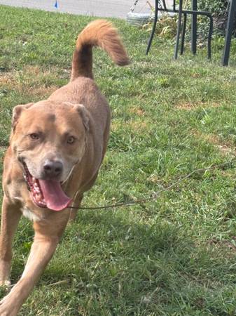 Husky/Lab (Kansas City)63903227493122121