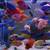 Lots and lots of cichlids! 1 thumbnail