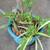 Garden Yucca plant with new off-shoot 4 thumbnail