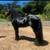 Potrillos Friesian 1 thumbnail