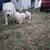Pyrenees puppies 4 thumbnail