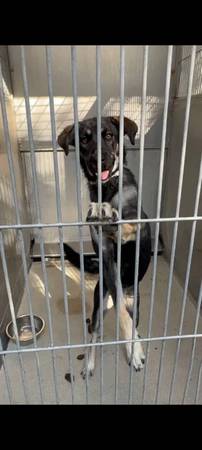 Sweet and Gentle German Shepherd (Carmichael)63881394857603120