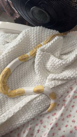 Banana Ball Python 1