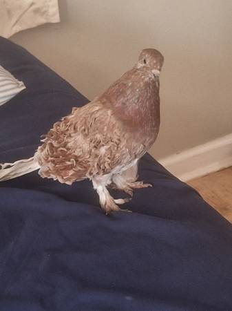 Friendly pigeons (Cullman al)64151734056963122