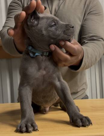 AKC/ICCF Cane Corso (Atlanta)63922481685762121