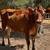 Purebred Jersey 5 thumbnail