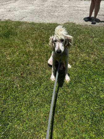 Golden Doodle Puppy (Jacksonville)63682121431297120