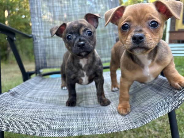 Chihuahua 1