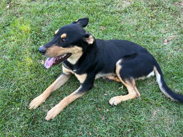 Lab/Doberman mix needs a new home ASAP (Tishomingo)63812944017411122