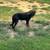 Rottweiler 1 thumbnail