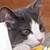 KITTENS...available for adoption. 3 month old sisters 4 thumbnail