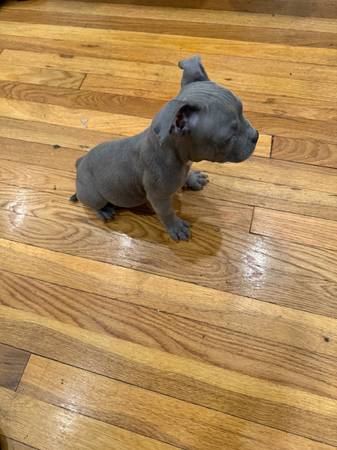 Rehoming microbully (Brooklyn)63850156509825120
