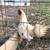 Game chickens 5 thumbnail