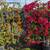 Trellis Bougainvillea 3 thumbnail