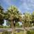 Carnauba Wax Palms ///// COPERNICIA prunifera 6 thumbnail