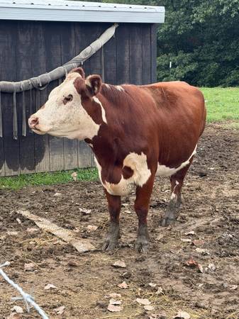 Hereford Cow (Organically Raised) 1