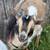Goats all ages 10 thumbnail