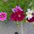 Need Weeding? Yard Clean-up? Mowing? Local gardener here! 1 thumbnail