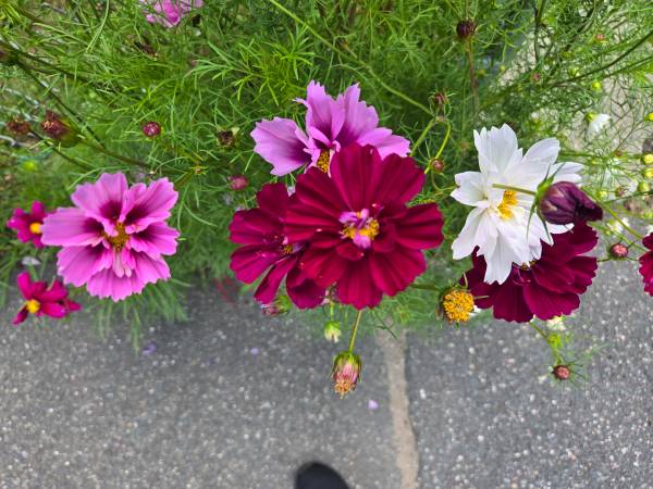 Need Weeding? Yard Clean-up? Mowing? Local gardener here! 1