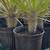 Pachypodium Geayi, Silver Madagascar Palm affordable 9 thumbnail