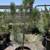 Beautiful Evergreens!! 5 gal 2-4 ft 2 thumbnail