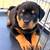 German Rottweilers - 2 Females 1 thumbnail