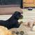 Rottweiler Puppy (female) 3 thumbnail