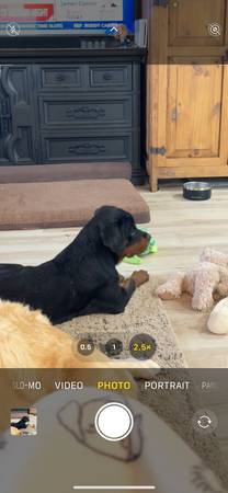 Rottweiler (female) (Mesquite)63677732171523122