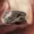 Hedgehog 2 thumbnail
