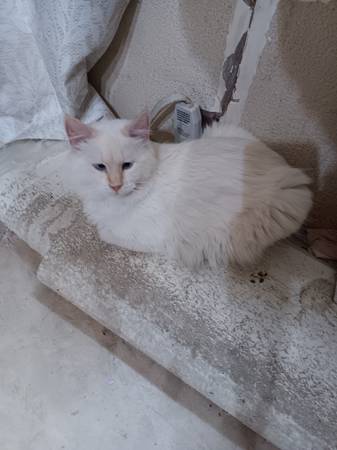 Year old flame point siamese for sale 1