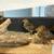 Fancy Golden Pheasant baby chicks 9 thumbnail