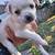 Chiweenie 3 thumbnail
