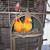 2 Sun Conures w/cage 5 thumbnail