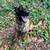 Female 2 year old Belgian Malinois for Adoption 2 thumbnail