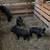 Kune cross piglets 1 thumbnail