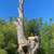 💥TOP-RATED TREE SERVICE 💥 Sacramento • Trimming • Removal •Tree Care 13 thumbnail