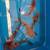 Medium domestic butterfly fin koi 3 thumbnail