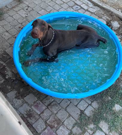 Dobermans (Tulare)63873027932289121