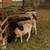 Sheep 3 thumbnail