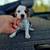 Akc beagles puppies 7 thumbnail