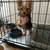Re-homing female Yorkshire puppy 3 months old. 4 thumbnail