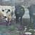 Angus Cows 1 thumbnail