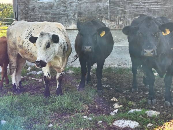 Angus Cows 1