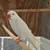 parrot 2 thumbnail