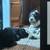 Solid black golden doodle 5 thumbnail
