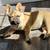 French Bulldog 7months Old for Re Homing 5 thumbnail