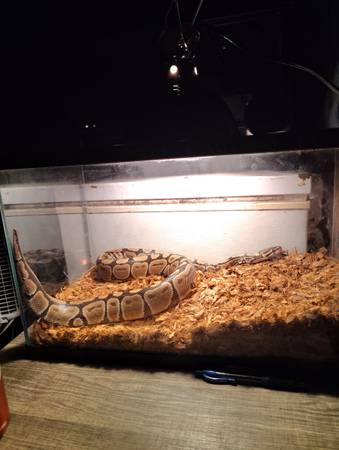 Ball python for sale 1