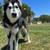 4 Year Old Husky 5 thumbnail